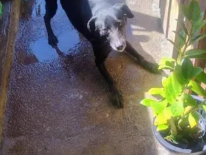 Cachorro raça SRD-ViraLata idade 2 anos nome Teo