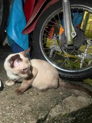 Gato raça SRD-ViraLata idade 2 a 6 meses nome gatinha
