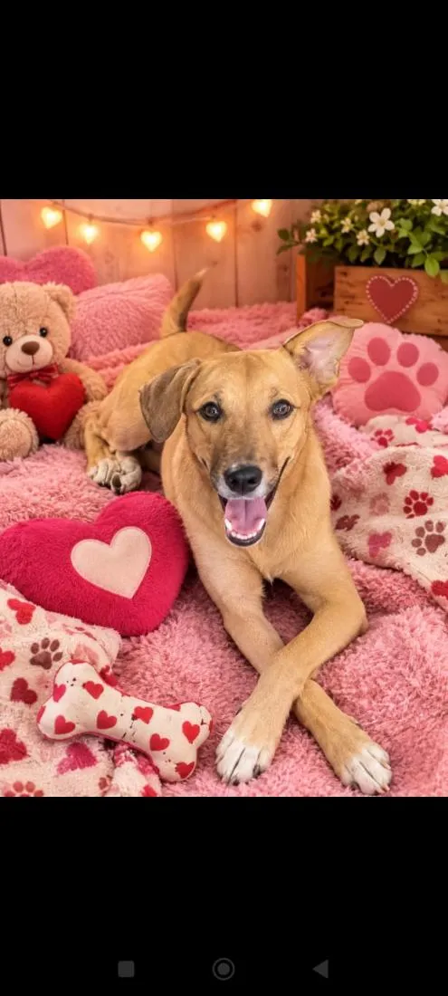 Cachorro raça SRD-ViraLata idade 7 a 11 meses nome Anita