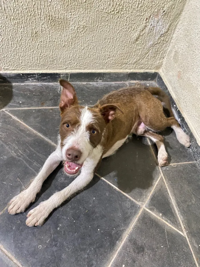 Cachorro raça SRD-ViraLata idade 7 a 11 meses nome Tobias