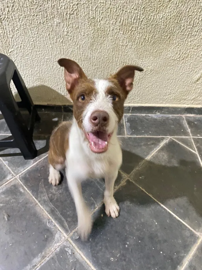 Cachorro raça SRD-ViraLata idade 7 a 11 meses nome Tobias