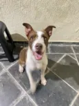 Tobias