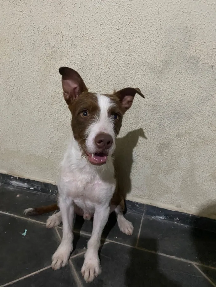 Cachorro raça SRD-ViraLata idade 7 a 11 meses nome Tobias