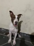Tobias
