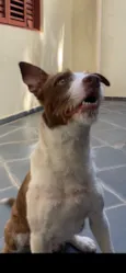 Tobias