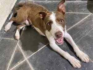 Cachorro raça SRD-ViraLata idade 7 a 11 meses nome Tobias