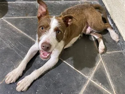 Cachorro raça SRD-ViraLata idade 7 a 11 meses nome Tobias