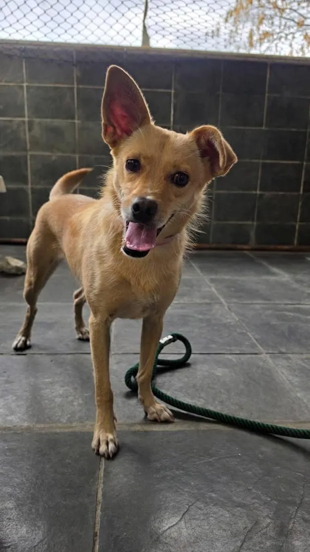 Cachorro raça SRD-ViraLata idade 1 ano nome Sol