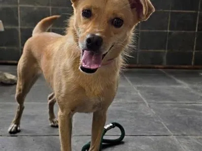 Cachorro raça SRD-ViraLata idade 1 ano nome Sol