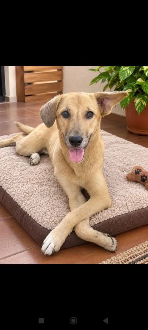 Cachorro raça SRD-ViraLata idade 7 a 11 meses nome Anita