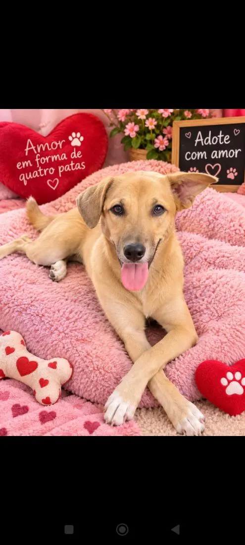 Cachorro raça SRD-ViraLata idade 7 a 11 meses nome Anita