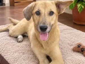 Cachorro raça SRD-ViraLata idade 7 a 11 meses nome Anita
