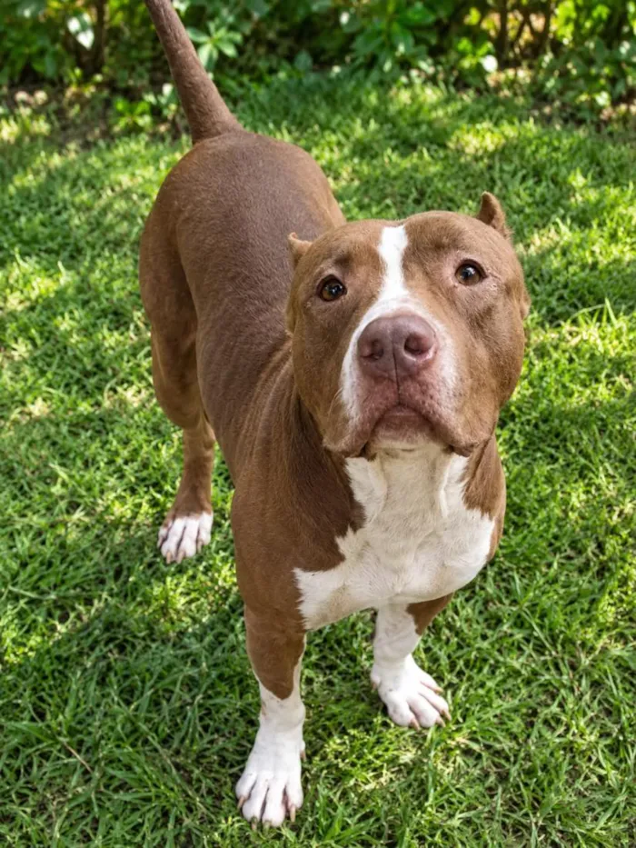 Cachorro raça Pit-Bull idade 1 ano nome Thor