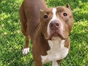 Cachorro raça Pit-Bull idade 1 ano nome Thor