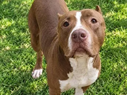 Cachorro raça Pit-Bull idade 1 ano nome Thor