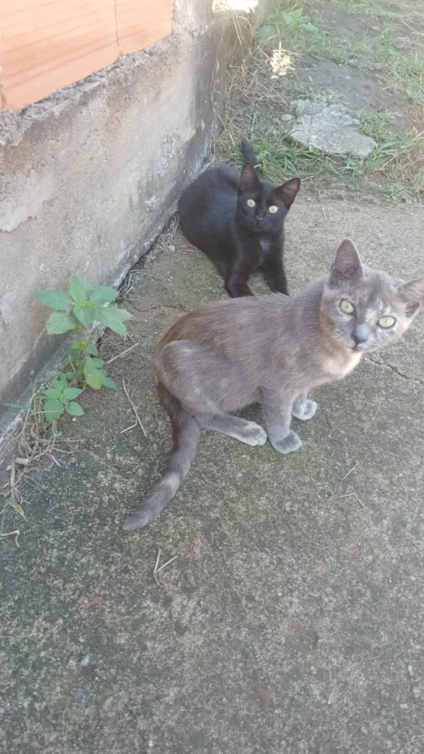 Gato raça SRD-ViraLata idade 2 a 6 meses nome Yris e Paçoca 