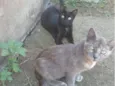 Yris e Paçoca 