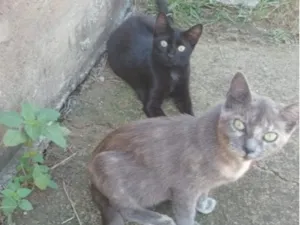 Gato raça SRD-ViraLata idade 2 a 6 meses nome Yris e Paçoca 