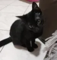 Sombra