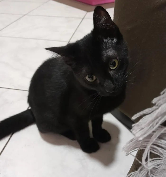 Gato raça SRD-ViraLata idade 2 a 6 meses nome Sombra