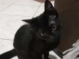 Gato raça SRD-ViraLata idade 2 a 6 meses nome Sombra