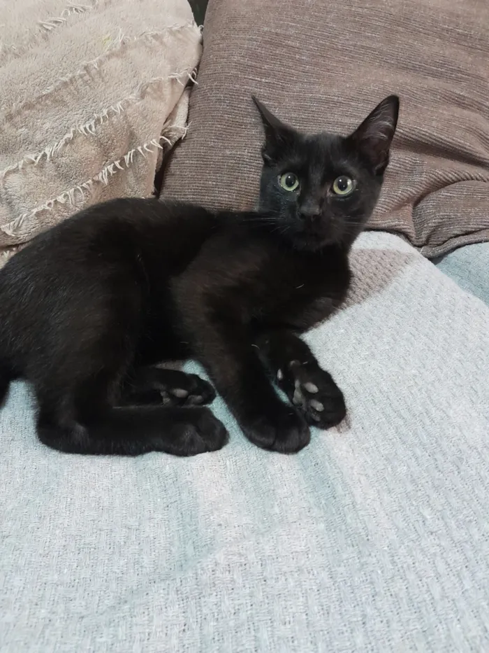 Gato raça SRD-ViraLata idade 2 a 6 meses nome Sombra
