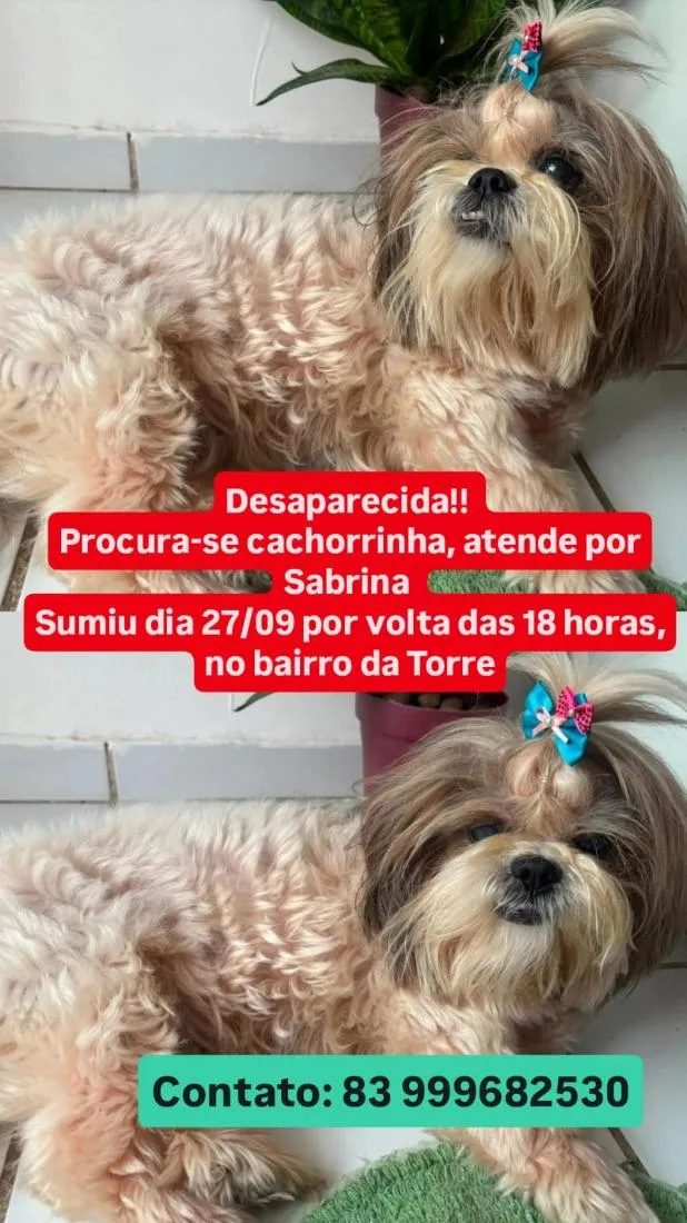Cachorro raça Shitzu idade 6 ou mais anos nome Sabrina