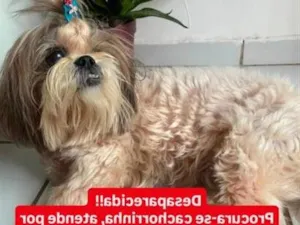 Cachorro raça Shitzu idade 6 ou mais anos nome Sabrina