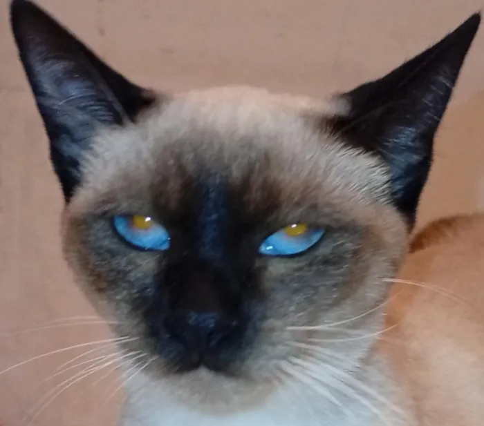 Gato raça Siamês idade 1 ano nome Izis