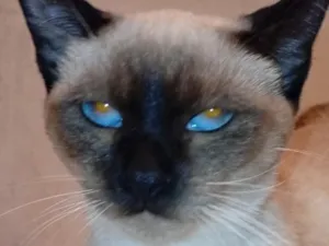 Gato raça Siamês idade 1 ano nome Izis