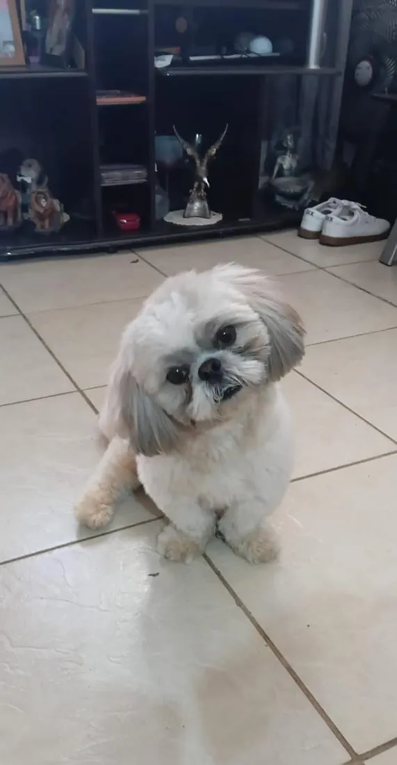 Cachorro raça Shitzu idade 2 anos nome Ravi