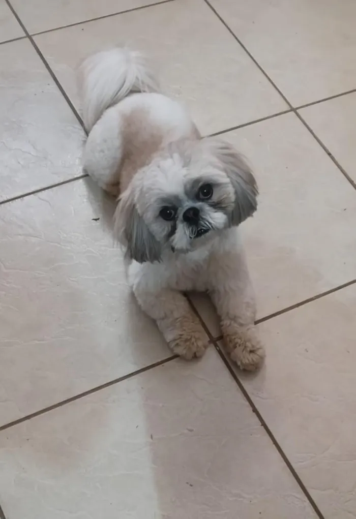 Cachorro raça Shitzu idade 2 anos nome Ravi