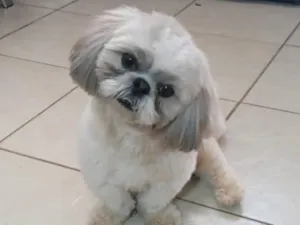 Cachorro raça Shitzu idade 2 anos nome Ravi