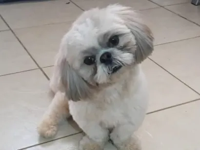 Cachorro raça Shitzu idade 2 anos nome Ravi