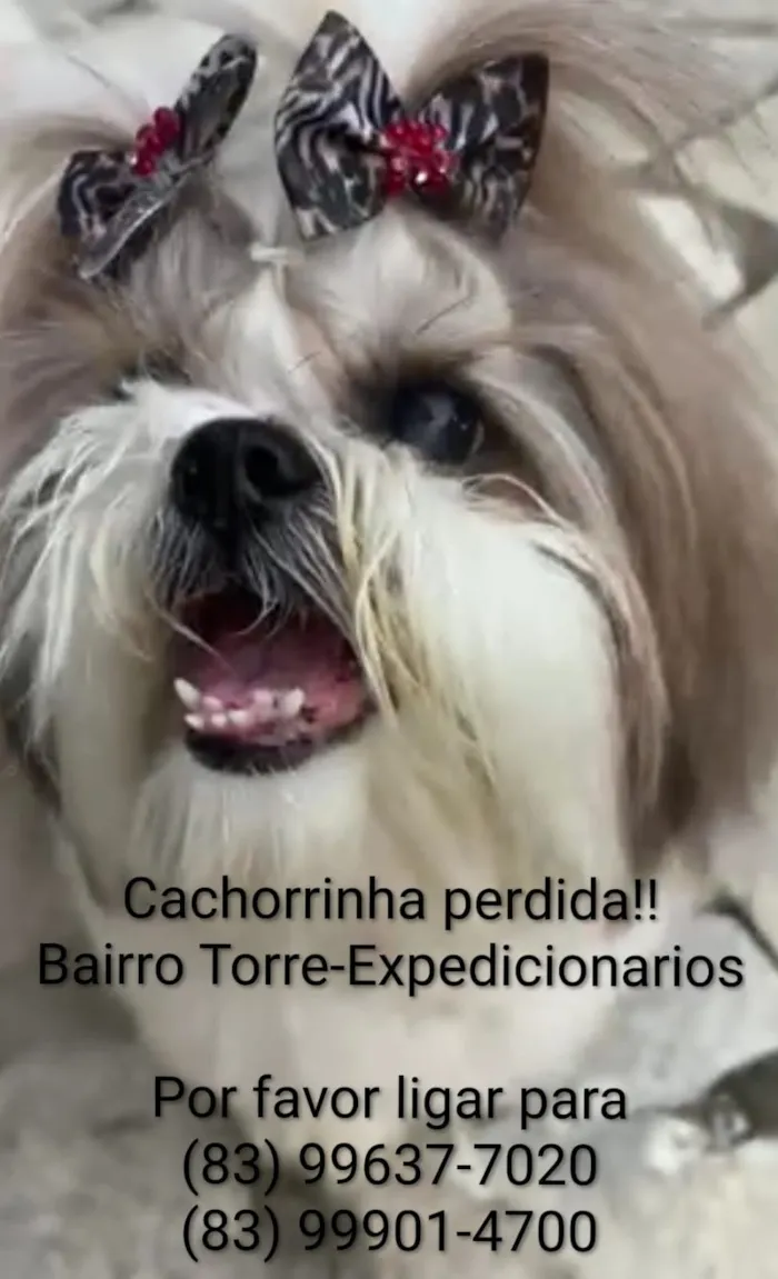 Cachorro raça Shitzu idade 6 ou mais anos nome Sabrina
