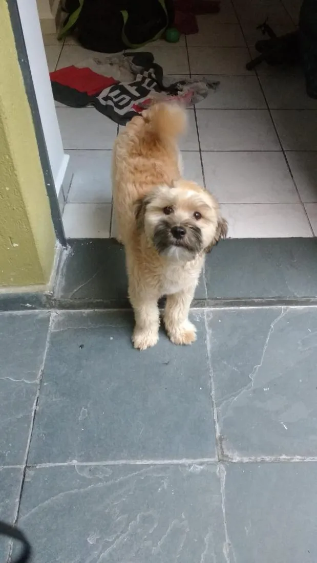 Cachorro raça SRD-ViraLata idade 6 ou mais anos nome Spike