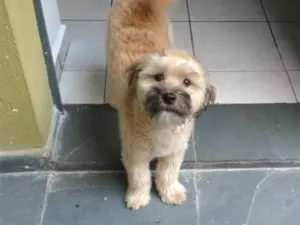 Cachorro raça SRD-ViraLata idade 6 ou mais anos nome Spike