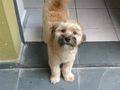 Cachorro raça SRD-ViraLata idade 6 ou mais anos nome Spike