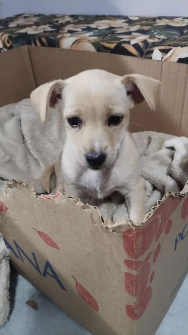 Cachorro raça SRD-ViraLata idade 2 a 6 meses nome MEIGUINHA 