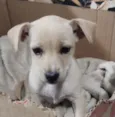 MEIGUINHA 