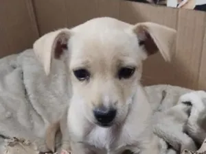Cachorro raça SRD-ViraLata idade 2 a 6 meses nome MEIGUINHA 