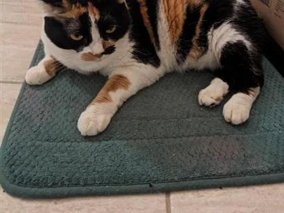 Gato raça Angorá idade 4 anos nome Finni