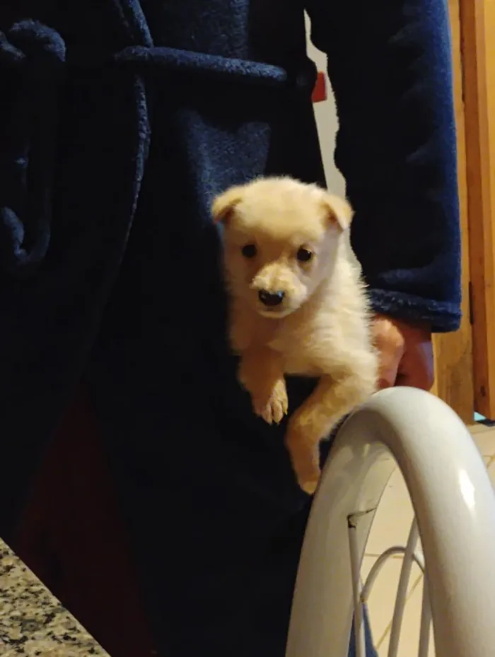Cachorro raça Labrador idade 2 a 6 meses nome dacotha