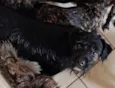 Toby
