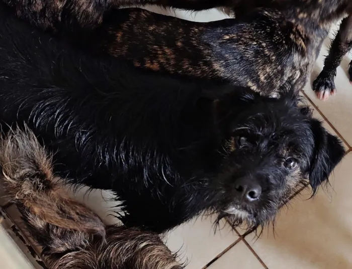 Cachorro raça SRD-ViraLata idade 2 a 6 meses nome Toby
