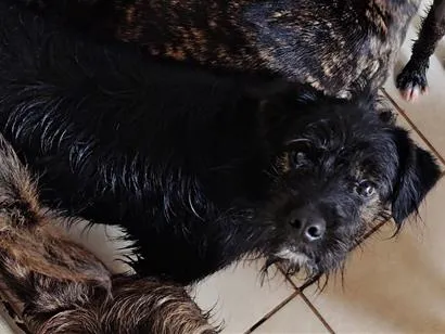 Cachorro raça SRD-ViraLata idade 2 a 6 meses nome Toby