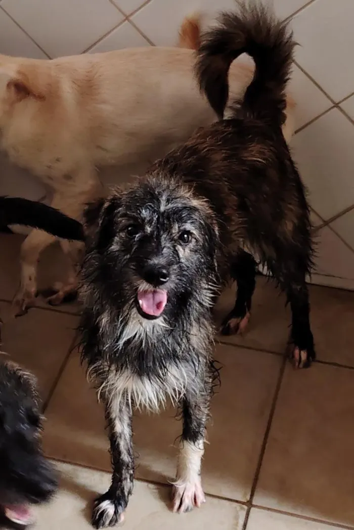 Cachorro raça SRD-ViraLata idade 1 ano nome Caroço de manga 