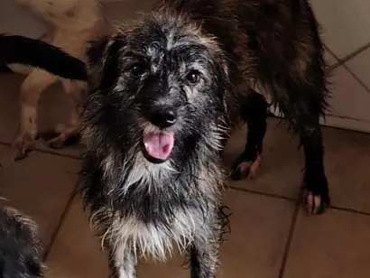 Cachorro raça SRD-ViraLata idade 1 ano nome Caroço de manga 