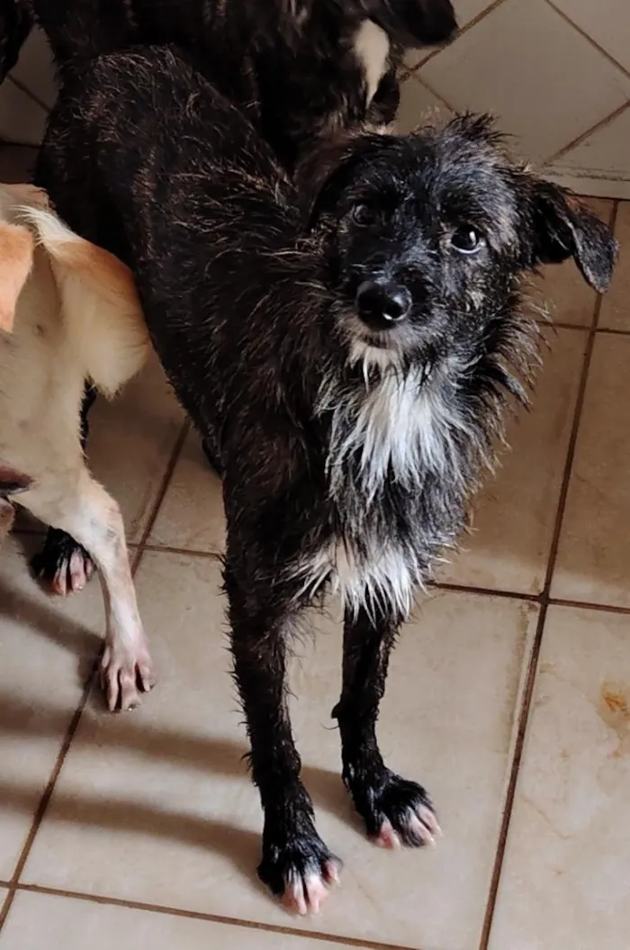 Cachorro raça SRD-ViraLata idade 1 ano nome Pretinha