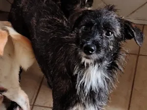Cachorro raça SRD-ViraLata idade 1 ano nome Pretinha